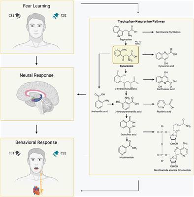 Activated Tryptophan-Kynurenine metabolic system in the human brain is associated with learned fear